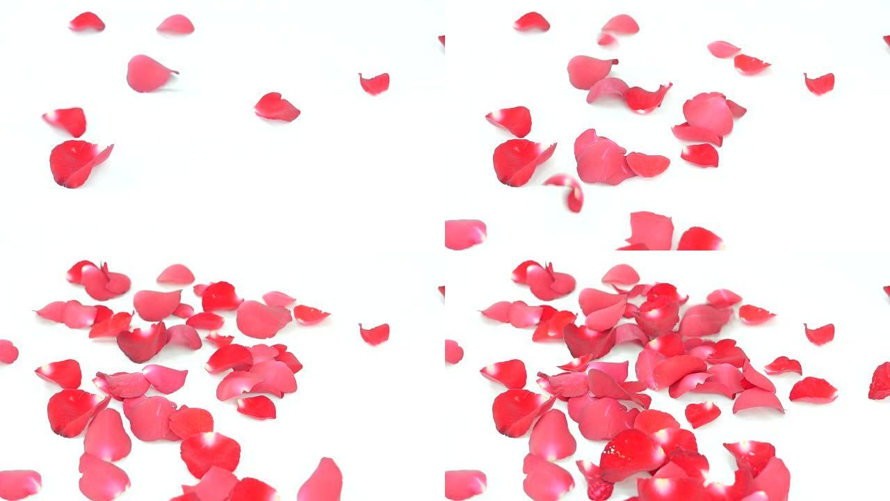 情人节白色背景上的红玫瑰花瓣