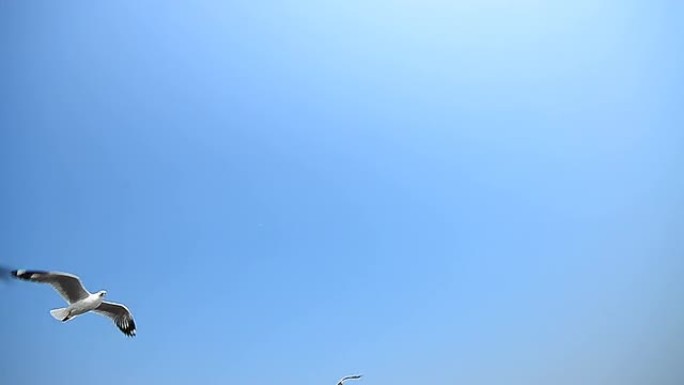 在蓝天上飞翔的海鸥