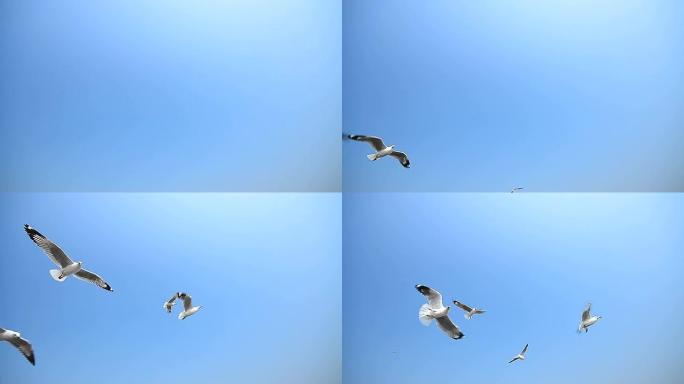 在蓝天上飞翔的海鸥