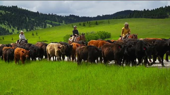 牛仔和牛仔在乡间小路上骑马放牛