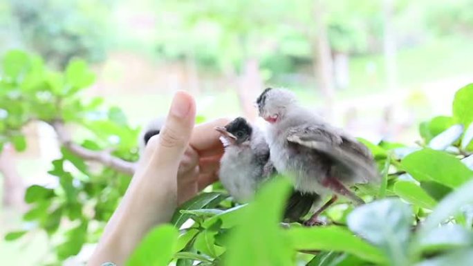 手触摸小鸟宝宝