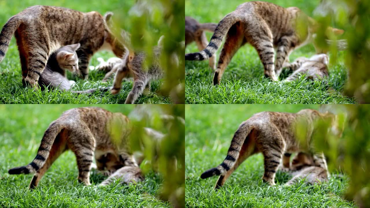 花园里可爱的小猫花园里可爱的小猫