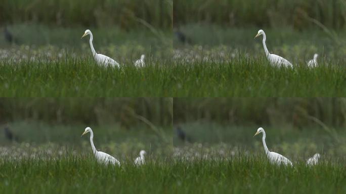 一只大白鹭在草地上行走