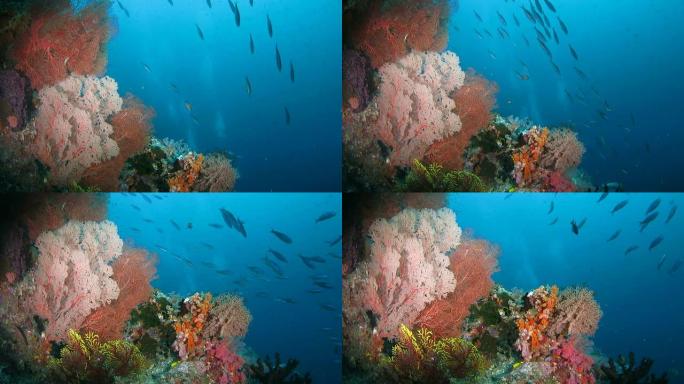 燧发枪手在五颜六色的热带珊瑚礁下游泳