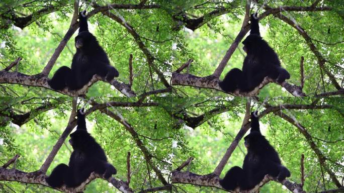 树上的长臂猿长臂猴自然风光