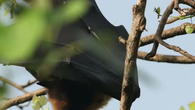 树上的果蝙蝠户外生物野外生物生存空间