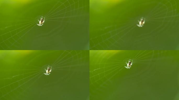 风中的蜘蛛微距摄影自然生态益虫微观