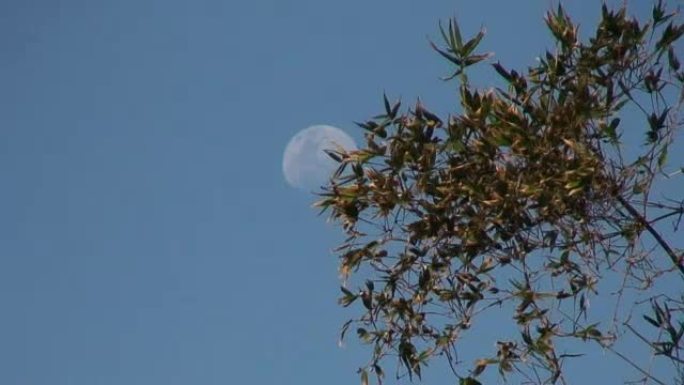 竹子和月亮自然风光