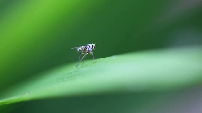 树叶上蚊子的特写