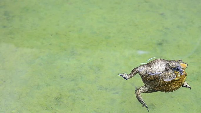 蟾蜍拥抱而死生物学生物研究大自然动物