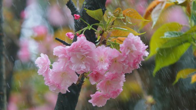 春天雨中樱花实拍