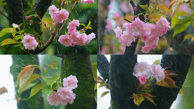 春天雨中樱花实拍
