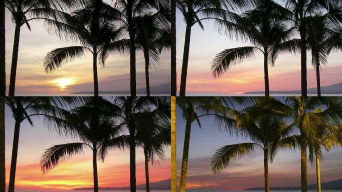 美丽的棕榈树日落时间流逝