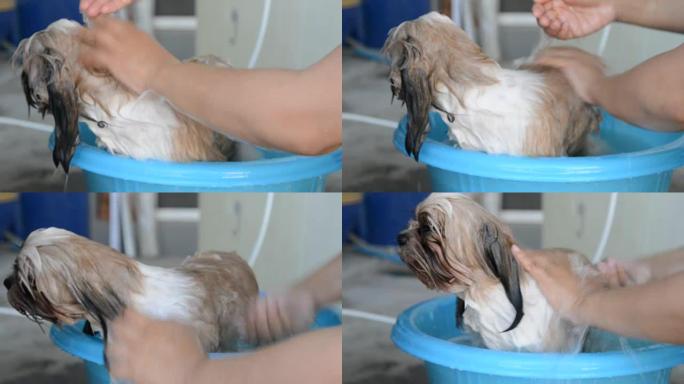 洗澡的狗宠物医院护理宠物洗澡美容美发