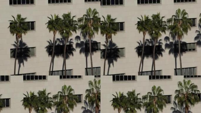 棕榈树和建筑棕榈树和建筑