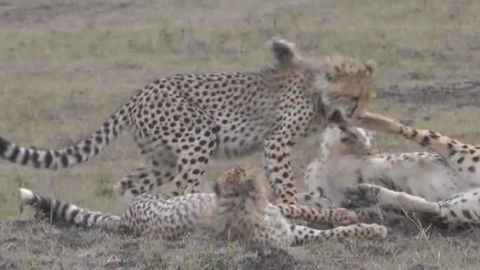 猎豹和幼崽猎豹狩猎打架野生动物生物