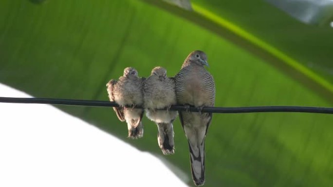 鸽子妈妈鸟照顾两个婴儿