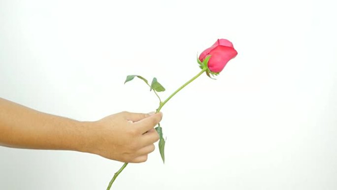 一个男人在情人节送给一位女士红玫瑰
