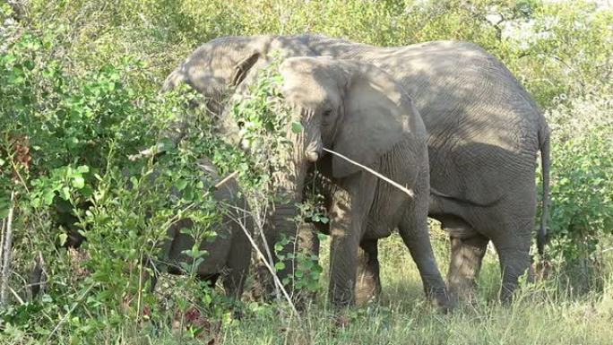 克鲁格野生动物保护区的大象在吃灌木丛