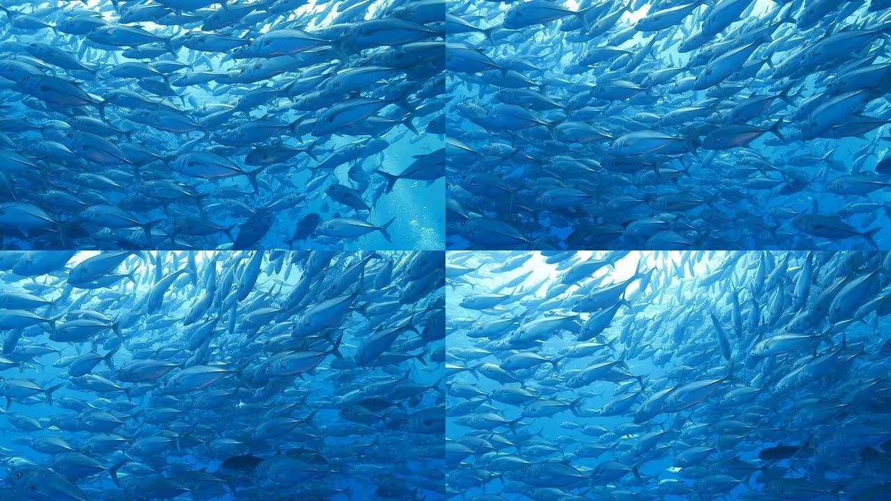 杰克鱼在水下游动景观鱼潜水鱼类海底世界