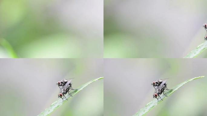 苍蝇交配繁殖自然界微距镜头