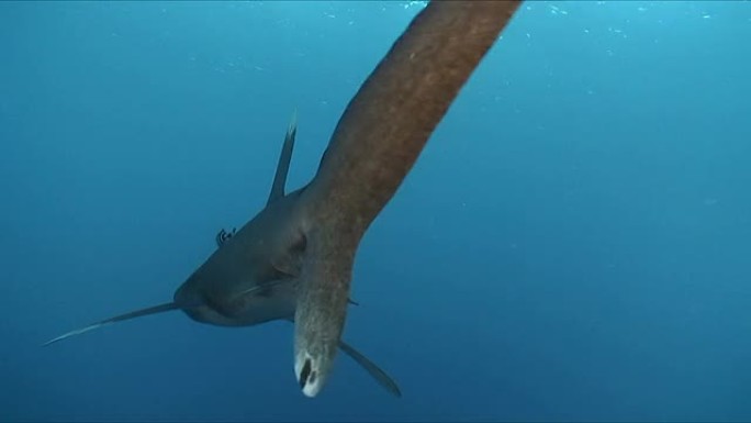 远洋白鳍鲨海底鱼类游泳