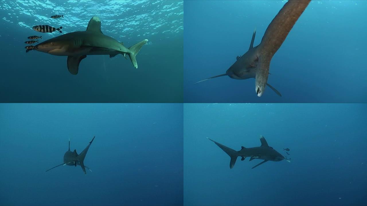 远洋白鳍鲨海底鱼类游泳
