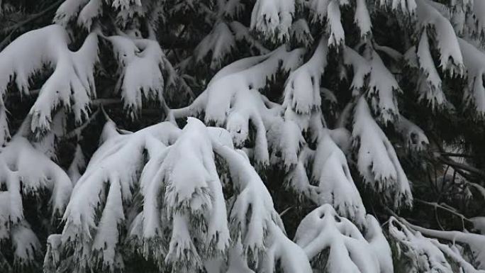 冬天和雪