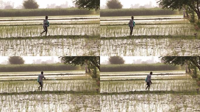农民在稻田里撒肥料。