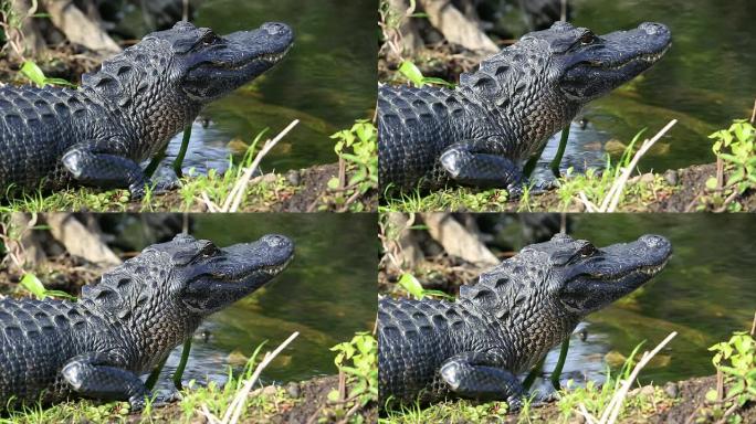 短吻鳄短吻鳄鱼