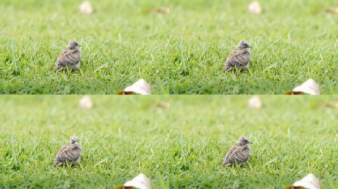 斑马鸽宝宝。野外草坪小鸟野生动物