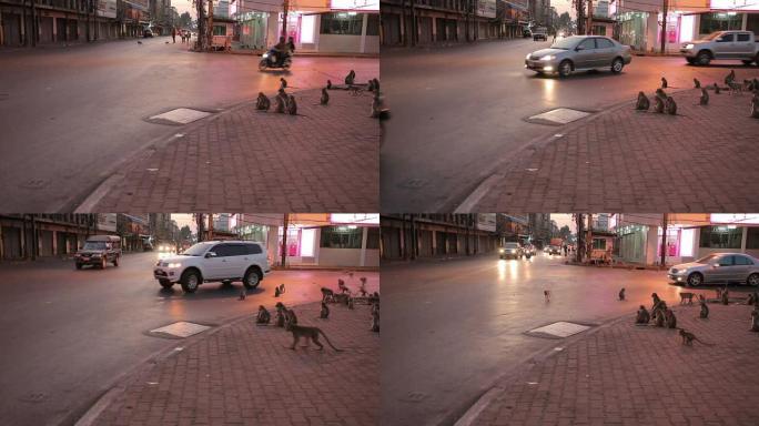 黄昏时分，一只猴子在泰国罗布里市横冲直撞
