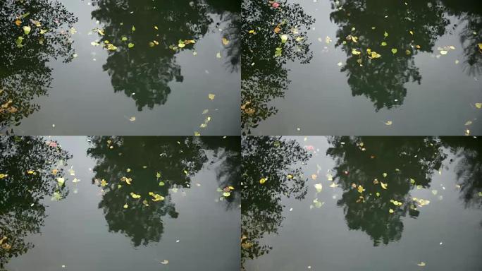 漂浮在水面上的叶子