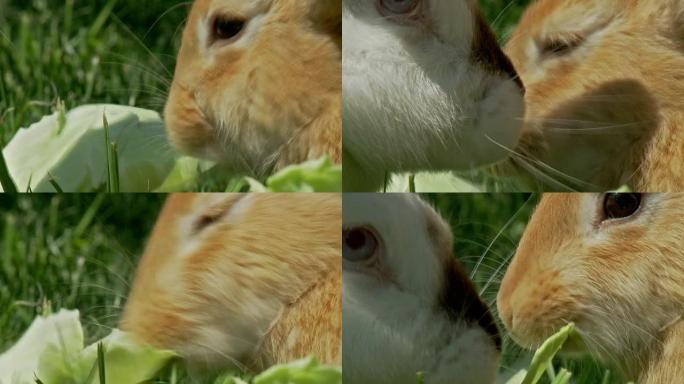 吃白菜的可爱兔子特写展示