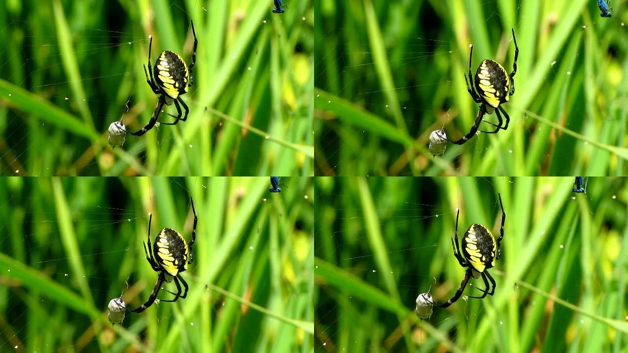 黑色和黄色花园蜘蛛