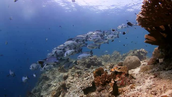 鱼群海洋世界海底生物