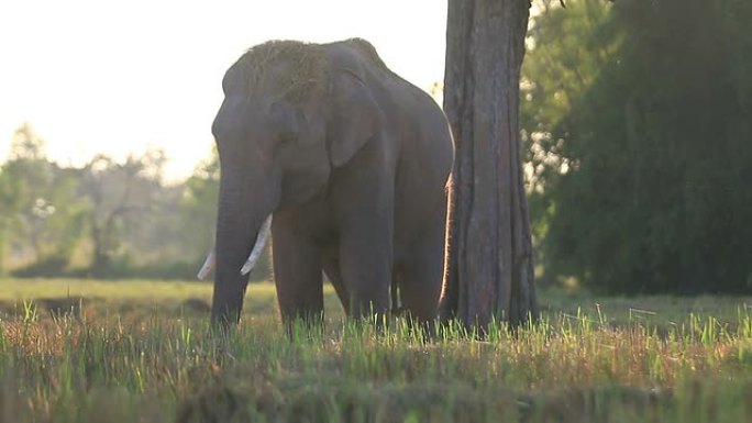 亚洲象（Elephas maximus）