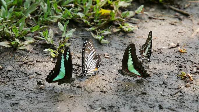 蝴蝶在地上喝水蝴蝶在地上喝水
