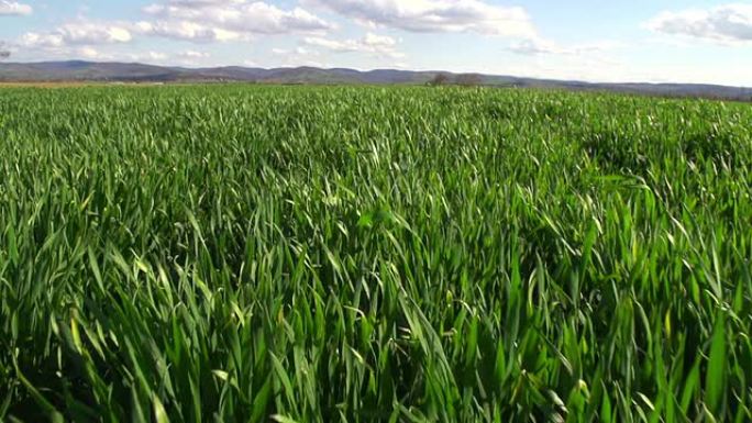 新鲜的绿草特写