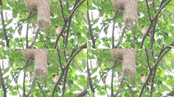 树枝上有条纹的织布鸟和他的巢