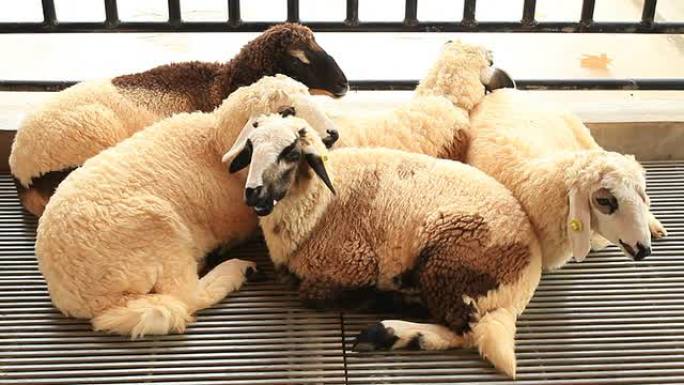 羊绵羊农场