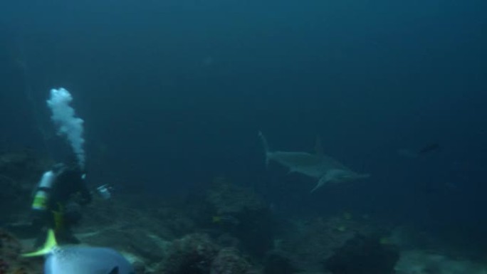 科科斯岛的锤头鲨海底世界潜水运动海洋生物
