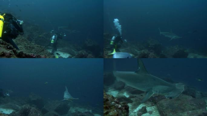 科科斯岛的锤头鲨海底世界潜水运动海洋生物