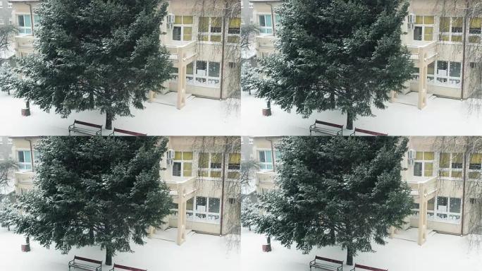 冬天下雪的松树