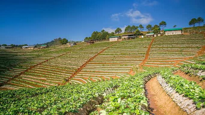 草莓地；时间流逝。