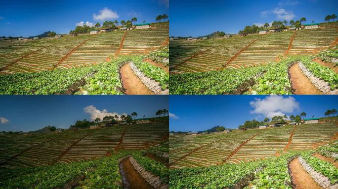 草莓地；时间流逝。