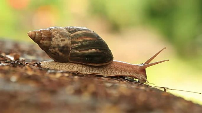 巨型蜗牛宏生物学生物研究大自然动物