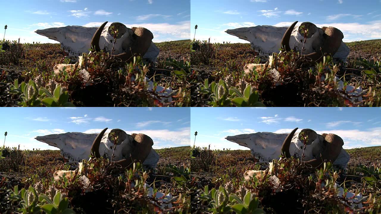 麝香牛头骨躺在格陵兰岛的草地上