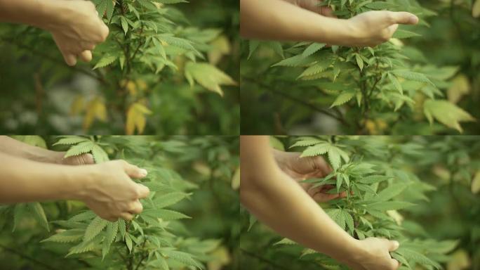 大麻/大麻植物林业绿化树林生态枝繁叶茂