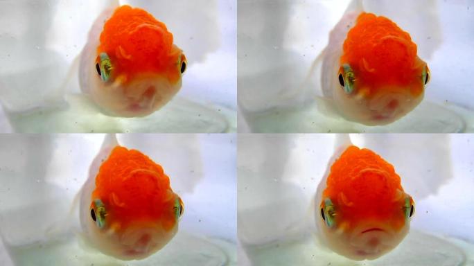 Oranda，金鱼的一种